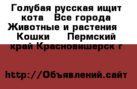 Голубая русская ищит кота - Все города Животные и растения » Кошки   . Пермский край,Красновишерск г.